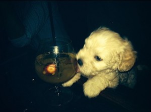 puppy drinking