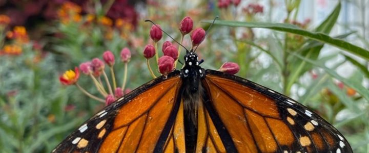 How Tampa Bay college students can help protect monarch butterflies